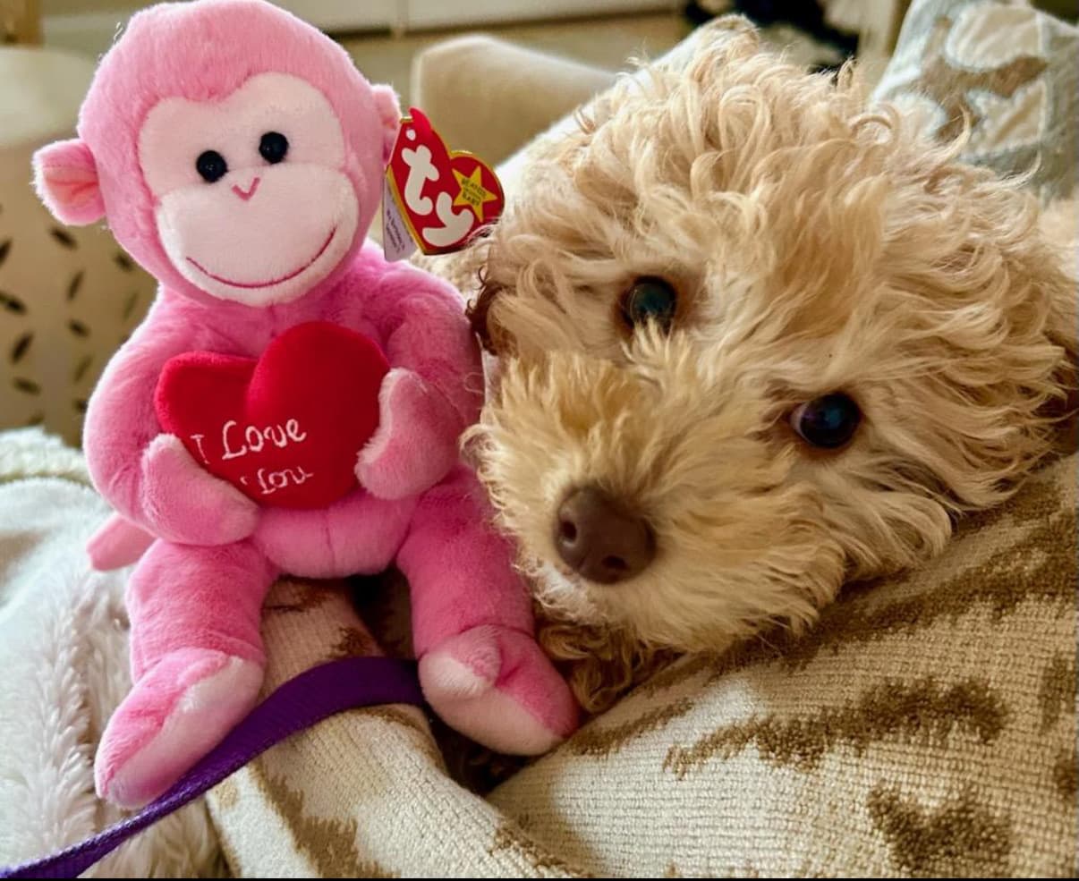 A Goldendoodle puppy resting at home