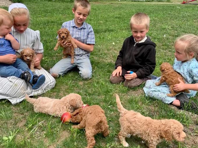 Children sitting in the grass with Goldendoodle puppies