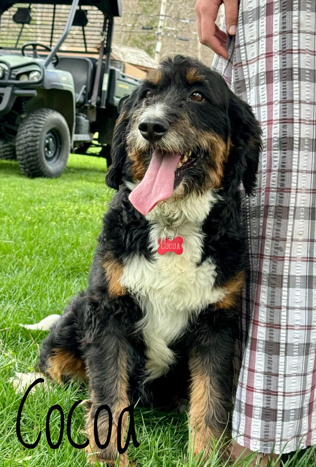 Wavy Coat Dog 2