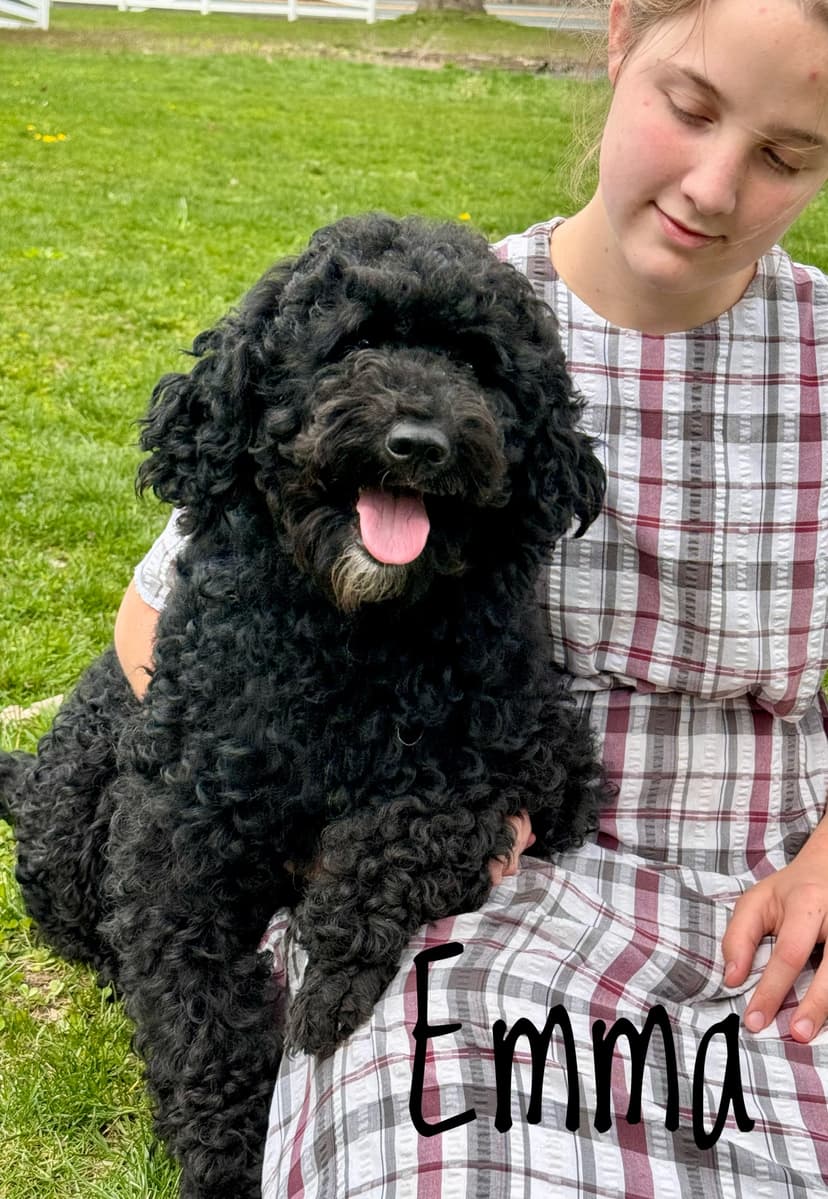 Curly Coat Dog 1