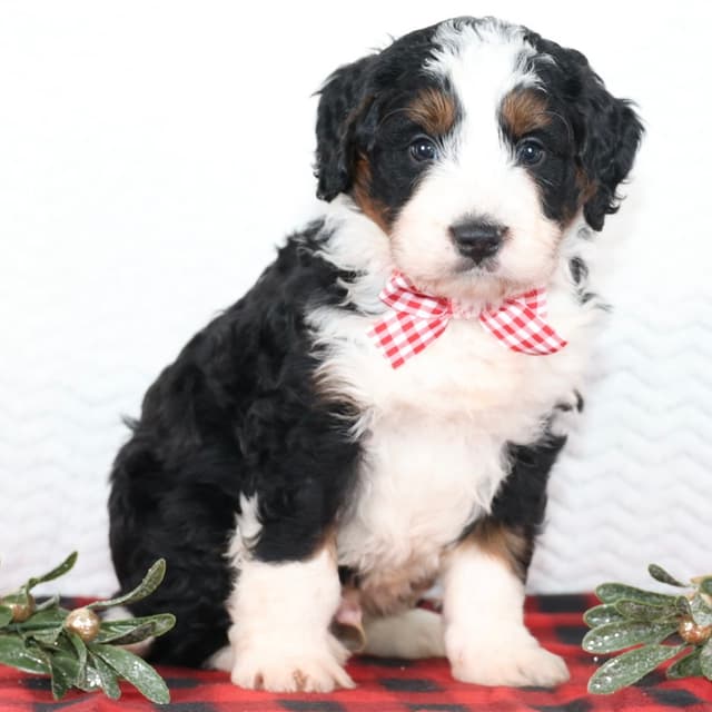Bernedoodle puppy
