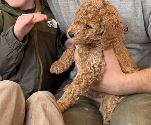 Puppy with family