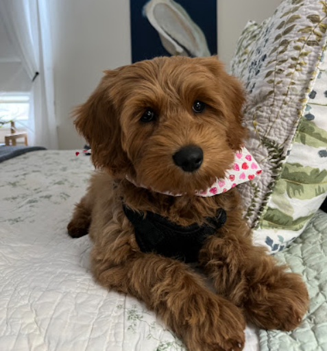 Happy customer with puppy