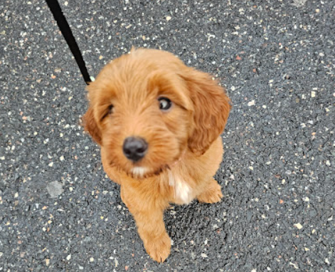 Customer puppy photo
