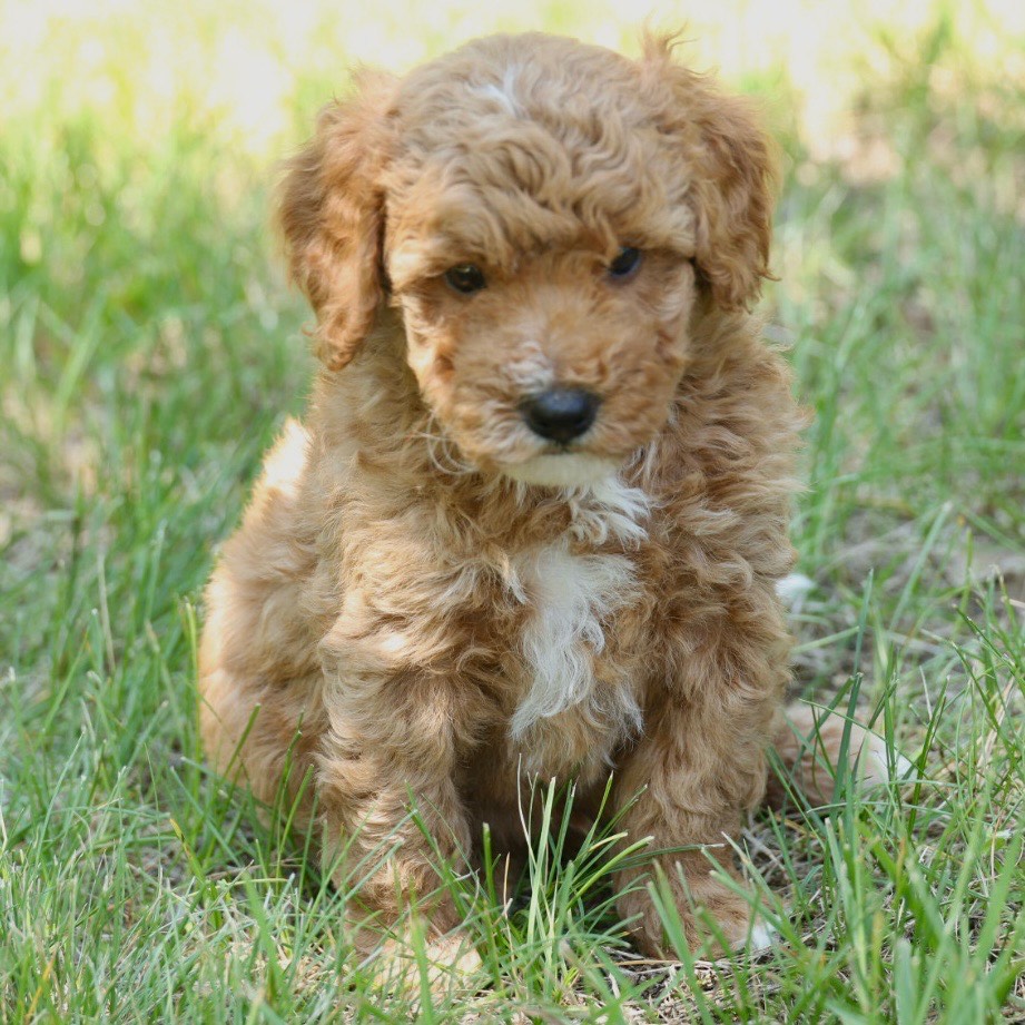 Puppy portrait