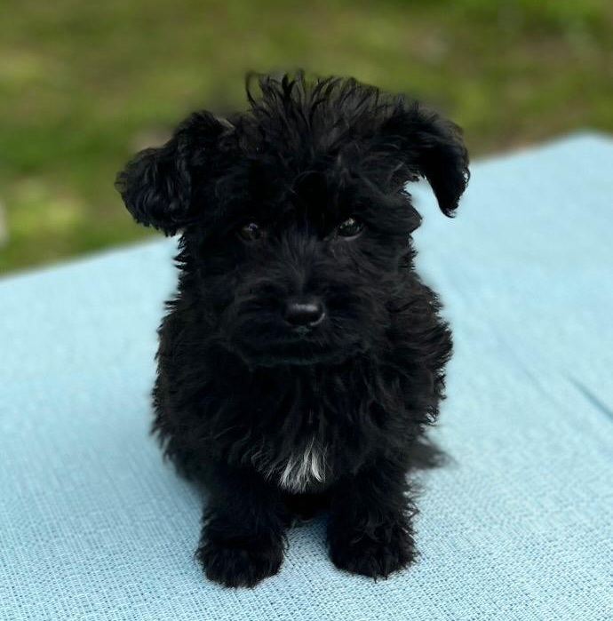 Puppy close-up